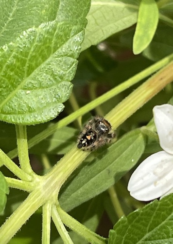 Bold Jumping Spider photographed in Kentucky