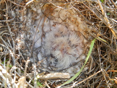 Galerida magnirostris
