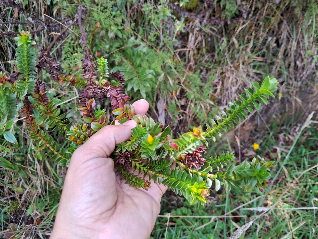 Hypericum mexicanum; photograph (c) GERMAN LEONEL SARMIENTO CRUZ, some rights reserved (CC BY)