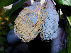 Monilinia fructigena