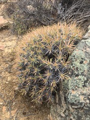 Euphorbia loricata