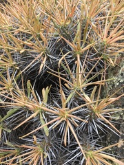 Euphorbia loricata