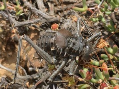Hetrodes pupus