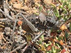 Hetrodes pupus