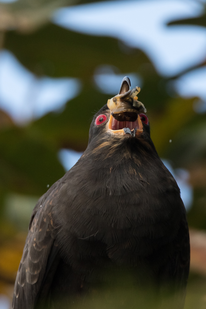 Snail Kite (Rostrhamus sociabilis)