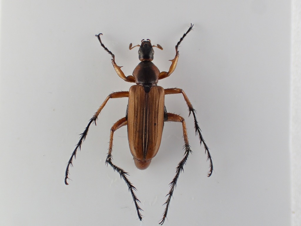 Macrodactylus tibialis