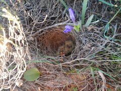 Galerida magnirostris