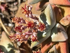 Crassula deltoidea