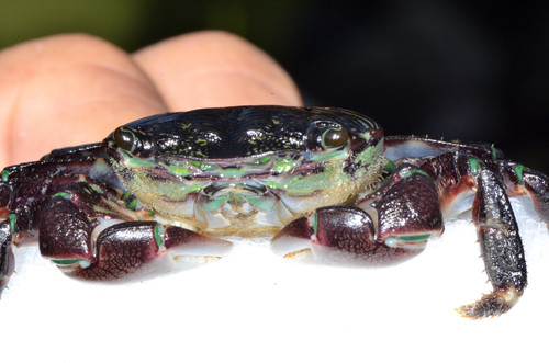 Striped Shore Crab, photo 7 of 10