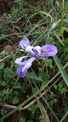 Iris histrio