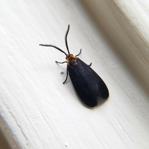 Clemens' False Skeletonizer photo 4