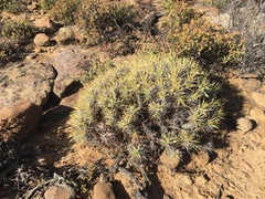 Euphorbia loricata