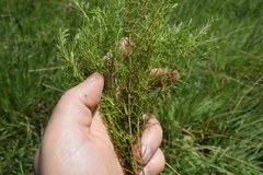 Galium capense capense