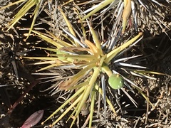 Euphorbia loricata