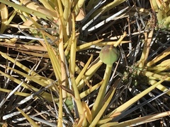 Euphorbia loricata