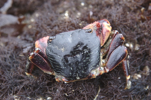 Striped Shore Crab, photo 8 of 10