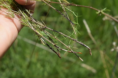 Galium capense capense