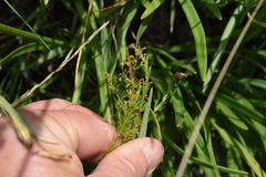 Galium capense capense