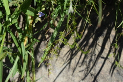 Galium capense capense