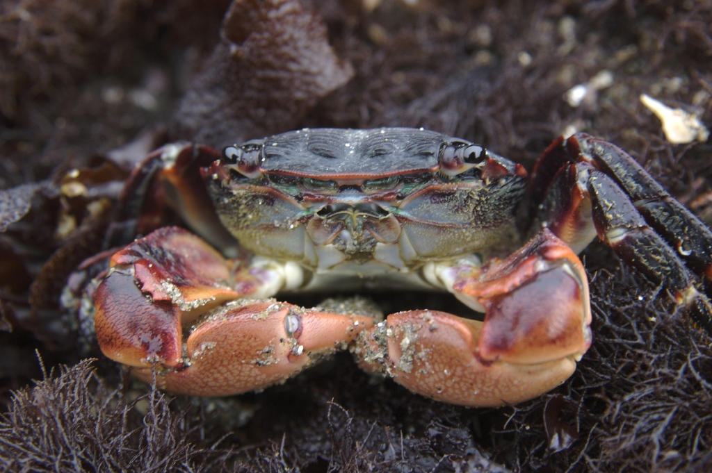 striped shore crab