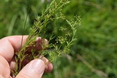 Galium capense capense
