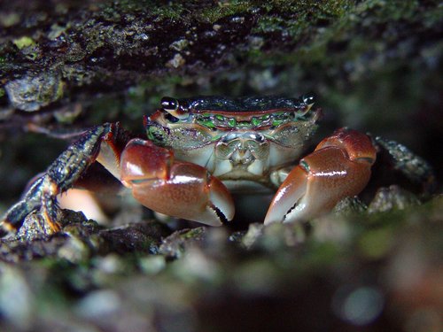 Striped Shore Crab, photo 9 of 10