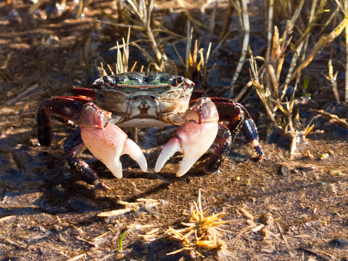 Striped Shore Crab, photo 10 of 10