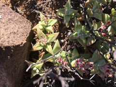 Crassula deltoidea