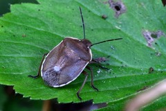 Chlorochroa pinicola