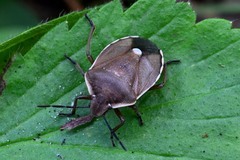 Chlorochroa pinicola