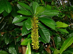 Lophanthera lactescens