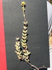 Crassula subaphylla subaphylla