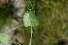 Pimpinella caffra
