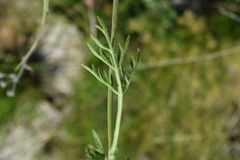 Pimpinella caffra