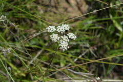 Pimpinella caffra