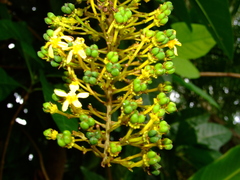 Lophanthera lactescens