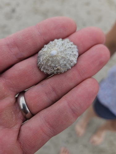Common European Limpet, 4361 Westkapelle, Niederlande, photo 5 of 10