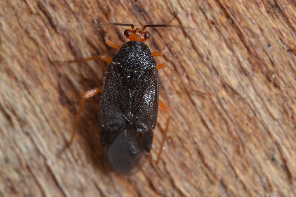 Bothynotus pilosus