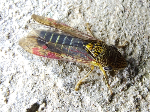 Smoketree Sharpshooter photo 2