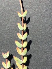 Crassula subaphylla subaphylla