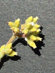 Crassula subaphylla subaphylla
