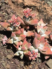 Crassula deltoidea