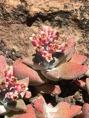 Crassula deltoidea