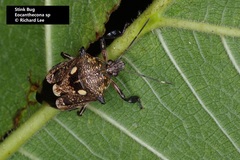 Eocanthecona concinna