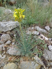 Asphodeline lutea