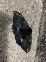 Ischyja ferrifracta