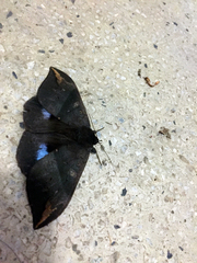 Ischyja ferrifracta
