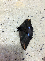 Ischyja ferrifracta