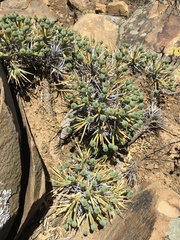 Euphorbia loricata