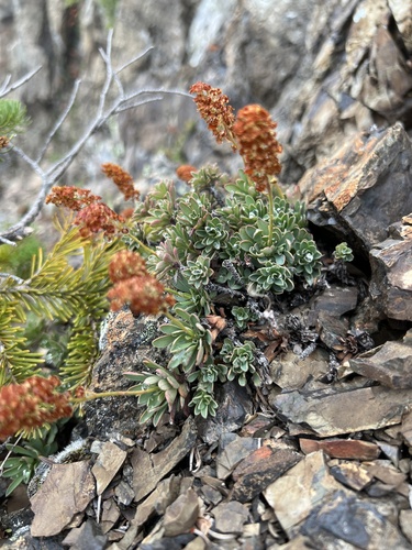 Image of Petrophytum hendersonii by no rights reserved